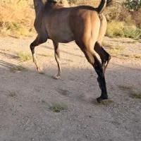 اسب عرب|اسب و تجهیزات اسب‌سواری|شیراز, داریون|دیوار