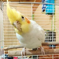 عروس هلندی نر همراه قفس و لوازم