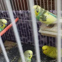 پرنده مرغ عشق