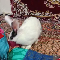 خرگوش ماده خانگی