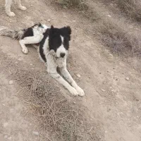 سگ. نرو لاس|سگ|امیدیه, |دیوار