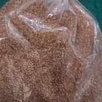 فروش تخم یونجه پایه بلند