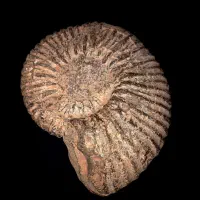 فسیل آمونیت(Amonite)