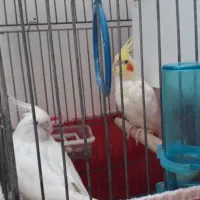 عروس هلندی جم