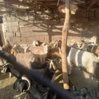 فروش ۱۲ راس میش چینی معاوضه با بز|حیوانات مزرعه|سیسخت, |دیوار