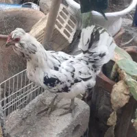 مرغ گلین