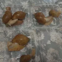 حلزون آچاتینا البینو|خزنده|همدان, |دیوار