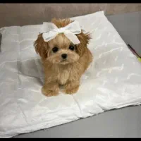 واگذاری سگ منیاتوری جیبی