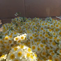 گل نرگس|گل و گیاه طبیعی|آزادشهر, |دیوار