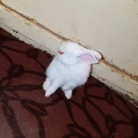 خرگوش گمشده|حیوانات|یاسوج, |دیوار