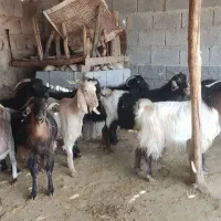 بز کشتار چاق|حیوانات مزرعه|اندیمشک, |دیوار