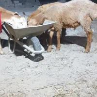 بره قوچ ۵ ماهه بلند و کشید