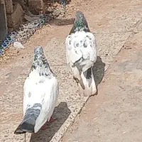 خسرج