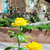 اجاره سوییت و اقامتگاه خوران ایوان|اجارهٔ کوتاهمدت آپارتمان و سوئیت|ایوان, |دیوار