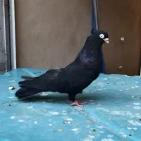 کبوتر جفت زاغ ابادانی واکسی|پرنده|شیراز, درکی|دیوار