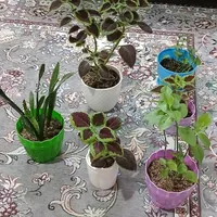گل طبیعی