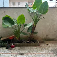 گل بابا ادم|گل و گیاه طبیعی|رشت, رودباری|دیوار