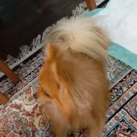 سگ پامرانین|سگ|شاهینشهر, خانه کارگر|دیوار