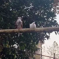 کبوتر جفت معاوضه با ساتن ماده