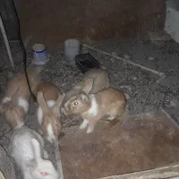 خرگوش نژاد جرسی. فروش فوری|موش و خرگوش|بم, |دیوار