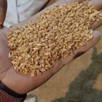 فروش گندم|عمدهفروشی|مینودشت, |دیوار