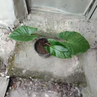 باباآدم ۳۵هزارتومان