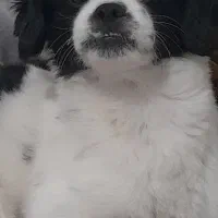 نژاد پیکینز کراس