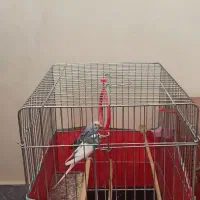 فروش دوعددمرغ عشق باقفس