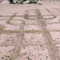 سگ هاسکی اصل