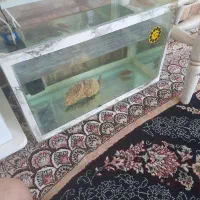 آکواریوم