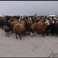 ارائه دام زنده نژاد ارگانیک گوسفند زنده بره قلم|حیوانات مزرعه|مشهد, توس (بلوار توس)|دیوار