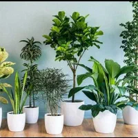 رسیدگی به گل های آپارتمانی و باغچه و تعویض گلدان