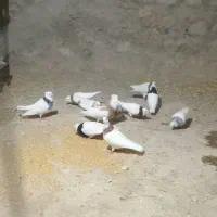 کبوتر طوقی|پرنده|بستان آباد, |دیوار