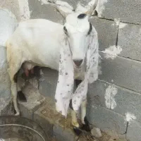 بز پاکستانی
