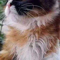 گربه میکس