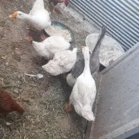 وسایل شخصی