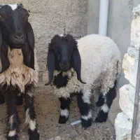 میش لتکی و بره|حیوانات مزرعه|سیب و سوران, |دیوار