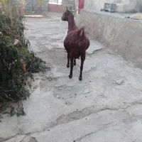 بزجوان‌ابستن