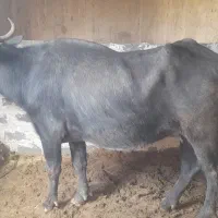 گامیش با گوساله ماده|حیوانات مزرعه|کرخه, |دیوار