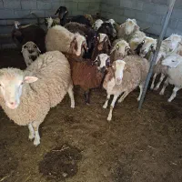 فروش گوسفند ۲قلوزا
