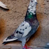 کبوتر کفتر