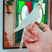عروس هلندی لوتینو|پرنده|فولادشهر, مسکن مهر فولادشهر|دیوار