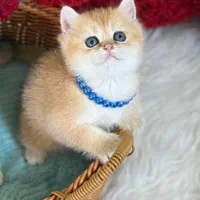 مجموعه گربه های اهواز ایران کتز|گربه|اهواز, زیتون کارمندی|دیوار