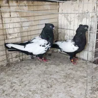 کفتر .یه جفت سینه ای فوق درشت|پرنده|تهران, ائمه اطهار|دیوار