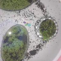 گیاه اکواریومی|ماهی|چابهار, |دیوار