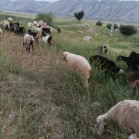 زمین گلدونی