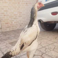 تخم مرغ لاری اوشامو|حیوانات مزرعه|مشهد, شهید بهشتی|دیوار