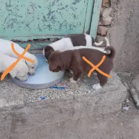 پاکوتاه|سگ|نیشابور, دارایی|دیوار