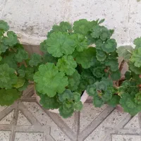 گل شمعدونی|گل و گیاه طبیعی|ابهر, |دیوار