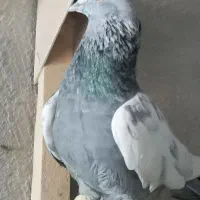 سینه سبز نر بزن